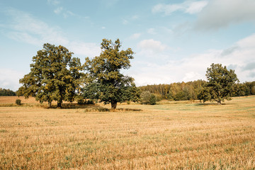 Autumn meadow with big tree with green leaves, branches of an old oak