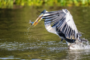Cocoi heron catching a Pirhana in flight over a river, spreading wings, Pantanal Wetlands, Mato...