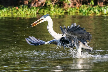 Cocoi heron catching a Pirhana in flight over a river, Pantanal Wetlands, Mato Grosso, Brazil