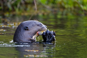 Side view head of a Giant Otter eating a fish in his claws on river surface, Pantanal Wetlands, Mato Grosso, Brazil