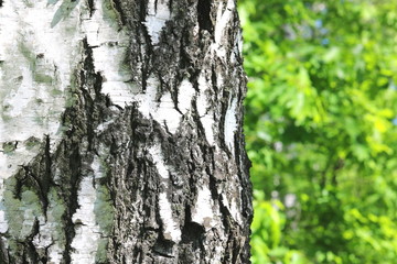 Young birch with black and white birch bark in spring in birch grove against background of green birch foliage