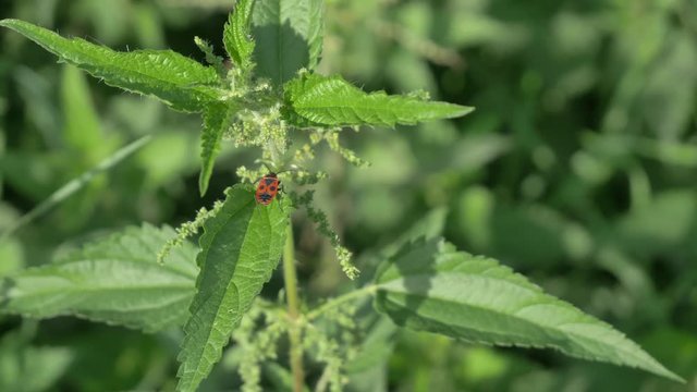 Urtica dioica, shalow DOF known as medical plant, common nettle, stinging nettle, or nettle leaf, ornettle or stinger, is flowering plant in family Urticaceae, used in naturopathy