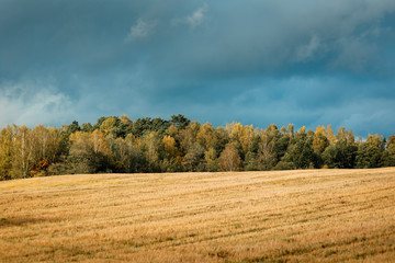 forest and field, beautiful autumn landscape