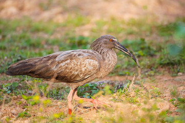 Side view of a Plumbeous Ibis walking on the ground, Pantanal Wetlands, Mato Grosso, Brazil