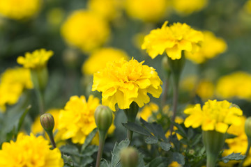 Marigolds flowers in the garden