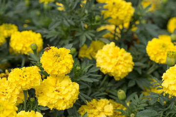 Marigolds flowers in the garden