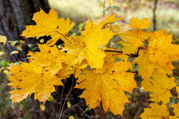 Naklejka na ściany i meble Yellow maple leaves on a branch
