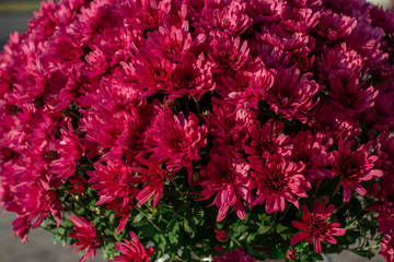 Beautiful bouquet of fresh pink chrysanthemum flowers. Natural background.