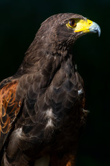 hawk