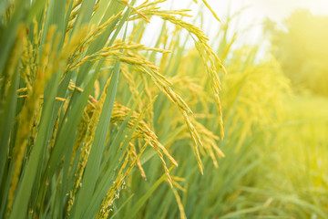 Rice field. Closeup of yellow paddy rice field with green leaf and Sunlight in the morning time.
