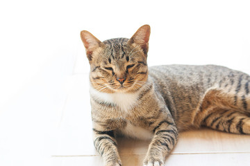 Fototapeta na wymiar Beautiful grey cat isolated on a beautiful background