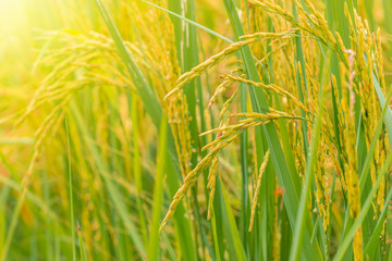 Rice field. Closeup of yellow paddy rice field with green leaf and Sunlight in the morning time.