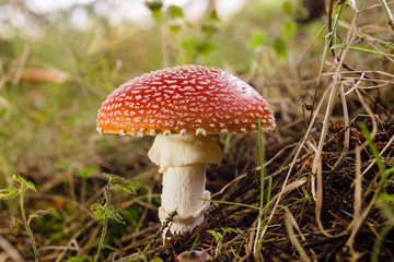 Fly Agaric or Amanita muscaria a poisonous mushroom with a red cap and white spots common in coniferous and mixed forests