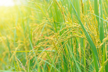 Rice field. Closeup of yellow paddy rice field with green leaf and Sunlight in the morning time.