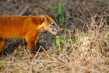 Side view upper body of a cute Coati with wonderful red colored fur, Pantanal Wetlands, Mato Grosso, Brazil