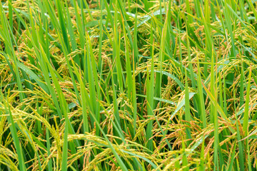 The rice plants yield in the paddy green field.
