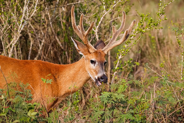 Fototapeta premium Close up of a Pampa Deer with big antlers in warm afternoon light, Pantanal Wetlands, Mato Grosso, Brazil