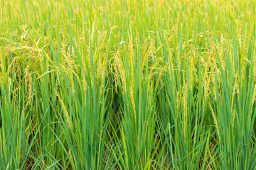 The rice plants yield in the paddy green field.