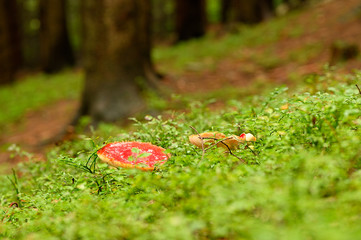 Amanita muscaria - Amanita muscaria growing in the forest.