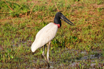 Jabiru stork foraging in a green swampy meadow, Pantanal Wetlands, Mato Grosso, Brazil