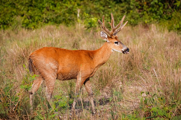 Naklejka na ściany i meble Side view of a Pampa Deer with beautiful colored fur in the afternoon light on a dry meadow, Pantanal Wetlands, Mato Grosso, Brazil