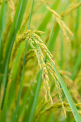 Closeup of yellow paddy rice field with green leaf