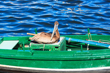pelican in fishing boat