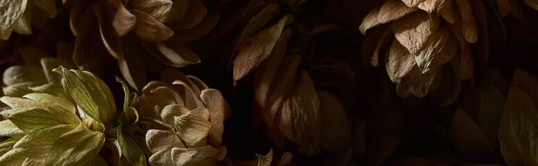 close up view of dry hop seed cones isolated on black, panoramic shot
