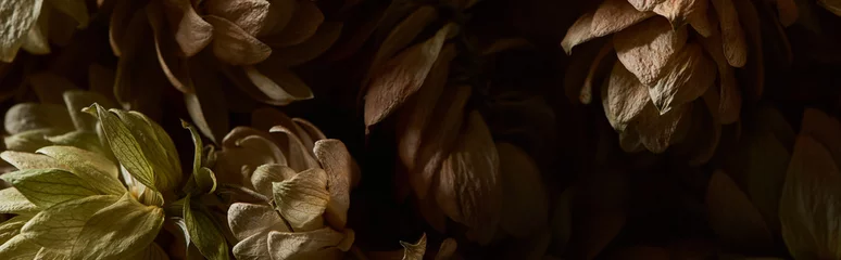 Keuken foto achterwand Voor haar close-up weergave van droge hop zaadkegels geïsoleerd op zwart, panoramisch shot