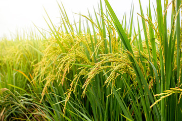 Green rice paddy field background. Close up of jasmine rice plant in farm. Agriculture and nature landscape.