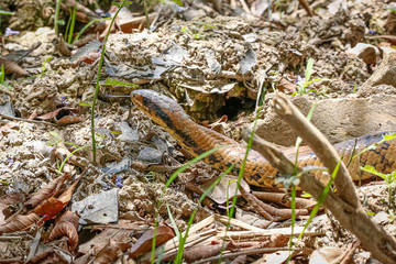 Close up of Brazilian False Water Cobra on. muddy ground, licking, Pantanal Wetlands, Mato Grosso, Brazil