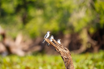 Three White-winged Swallows perched on a brown tree stump against natural defocused background, Pantanal Wetlands, Mato Grosso, Brazil