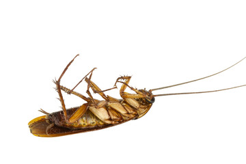 Cockroach isolated on white background.