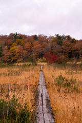 秋田県大沼の散策路