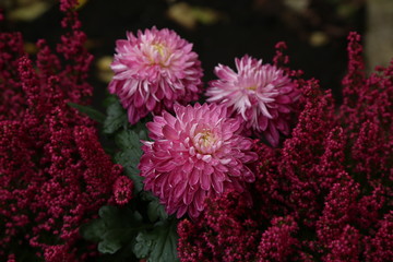 Violet purple aster flowers - aster, Michaelmas daisy - in garden