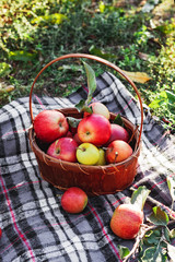 Healthy Organic red ripe Apples in the Basket. Autumn at the rural garden. Fresh apples in nature. Village, rustic style picnic. composition in the apple garden for natural apple juice.