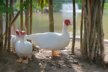 white duck standing on the floor with family