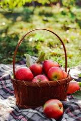 Healthy Organic red ripe Apples in the Basket. Autumn at the rural garden. Fresh apples in nature. Village, rustic style picnic. composition in the apple garden for natural apple juice.