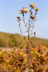 Thistle flowers with seeds spreading during autumn, selective focus
