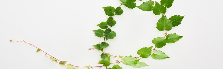 panoramic shot of hop plant twig with green leaves isolated on white