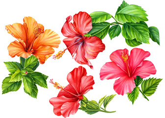 Fototapeta na wymiar set of hibiscus flowers painted in watercolor, on an isolated white background, botanical illustration, tropical flowers