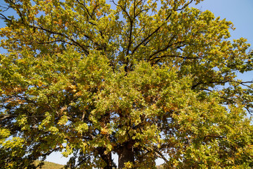 Huge centennial oak tree on a field in the autumn