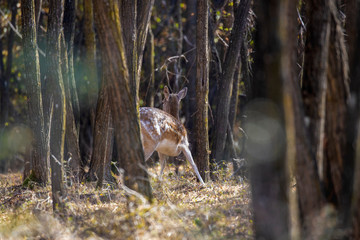 Obraz na płótnie Canvas Female roe deer standing in autumn forest