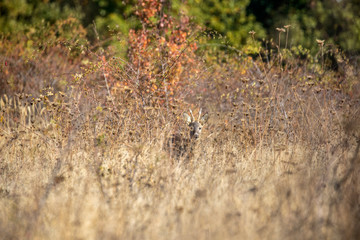 Female roe deer standing in autumn forest