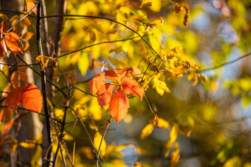 Beautiful Colorful Autumn Leaves, sunny day.