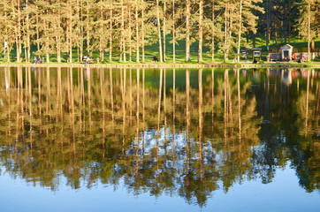 Fototapeta premium Reflection of trees on a still water of a lake