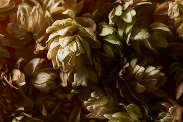 close up view of dry hop seed cones isolated on black background