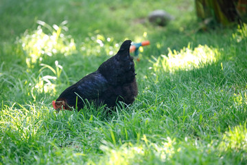 Free range chicken gathering, on the grass 