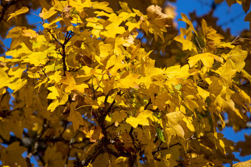 Beautiful Colorful Autumn Leaves, sunny day.
