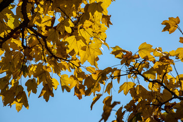 Beautiful Colorful Autumn Leaves, sunny day.